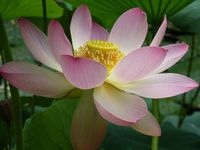 lotus-blossom-1734765_640